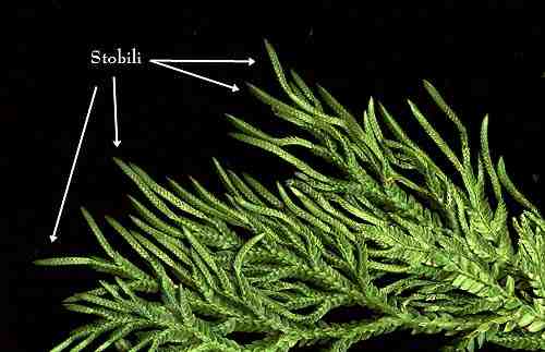 strobili